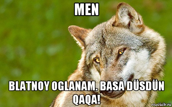 men blatnoy oglanam. basa düsdün qaqa!, Мем   Volf