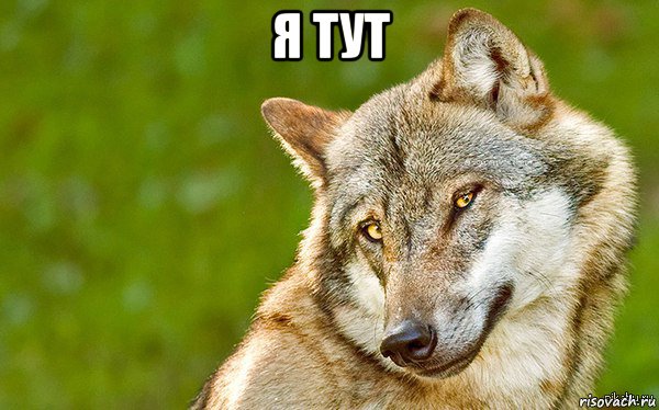 я тут , Мем   Volf