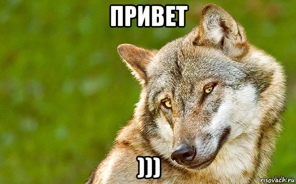 привет ))), Мем   Volf