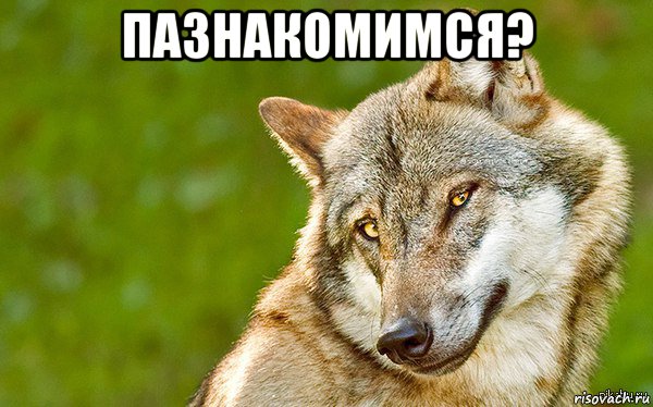 пазнакомимся? , Мем   Volf