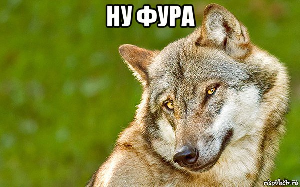 ну фура , Мем   Volf