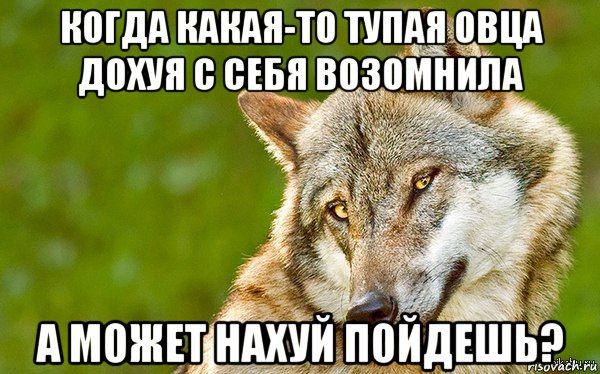 когда какая-то тупая овца дохуя с себя возомнила а может нахуй пойдешь?, Мем   Volf