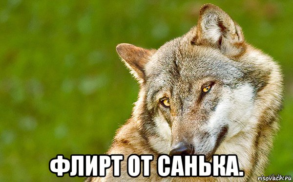  флирт от санька., Мем   Volf