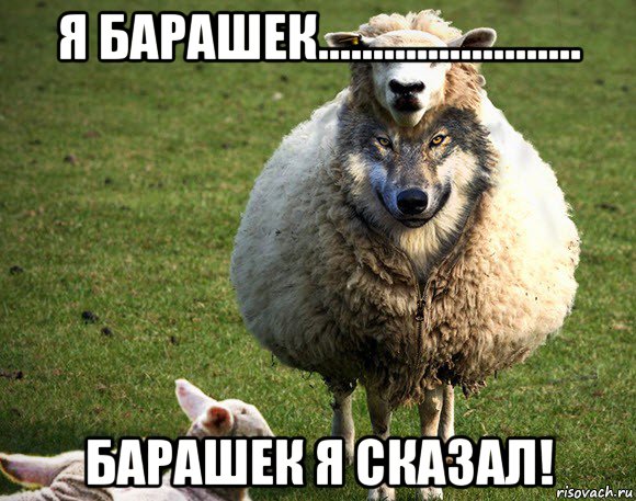 я барашек........................ барашек я сказал!, Мем Злая Овца