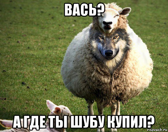 вась? а где ты шубу купил?, Мем Злая Овца