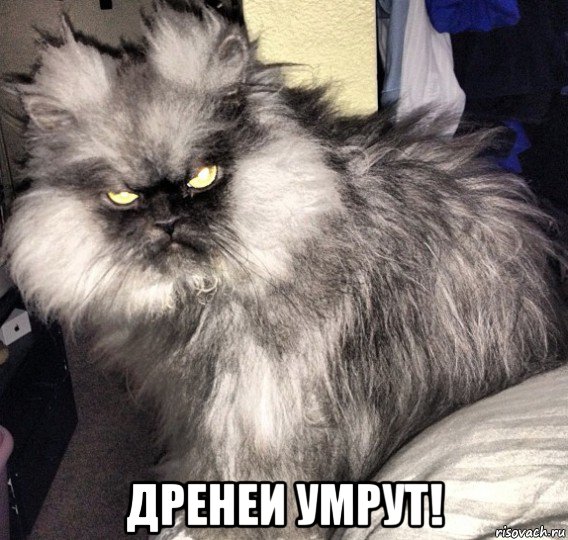  дренеи умрут!, Мем злой кот