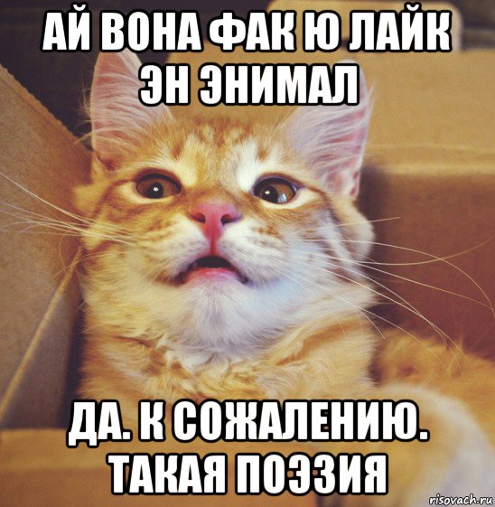 ай вона фак ю лайк эн энимал да. к сожалению. такая поэзия