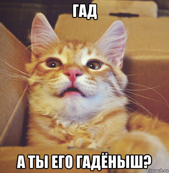 гад а ты его гадёныш?