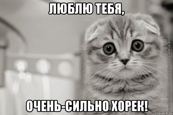 люблю тебя, очень-сильно хорек!, Мем А я Люблю Алису
