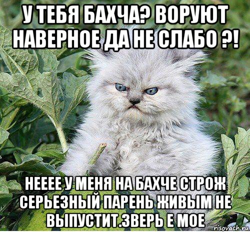 у тебя бахча? воруют наверное да не слабо ?! нееее у меня на бахче строж серьезный парень живым не выпустит.зверь е мое