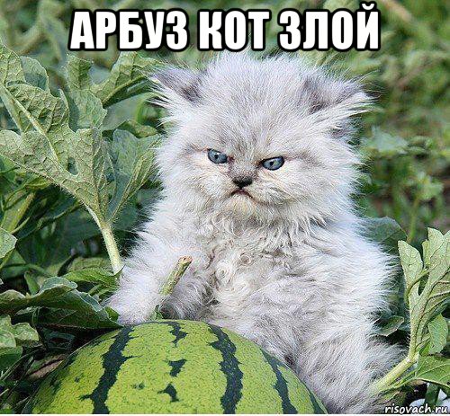 арбуз кот злой 