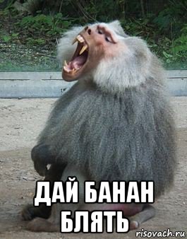  дай банан блять, Мем Бабуин