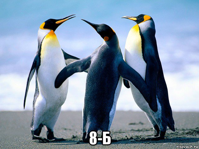  8-б