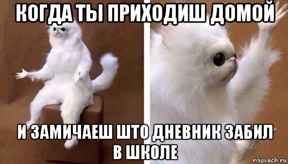 когда ты приходиш домой и замичаеш што дневник забил в школе, Мем Чучело кота