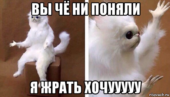 вы чё ни поняли я жрать хочууууу, Мем Чучело кота