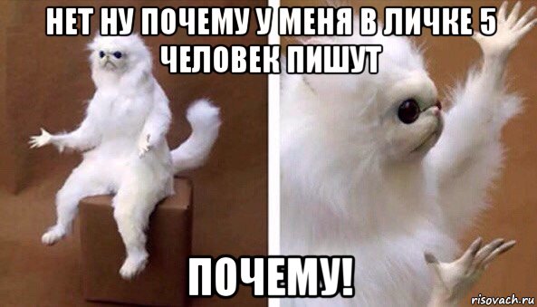 нет ну почему у меня в личке 5 человек пишут почему!, Мем Чучело кота