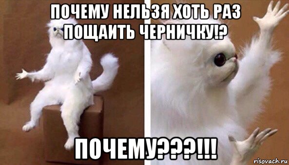 почему нельзя хоть раз пощаить черничку!? почему???!!!, Мем Чучело кота