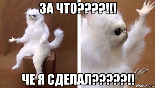 за что????!!! че я сделал?????!!, Мем Чучело кота