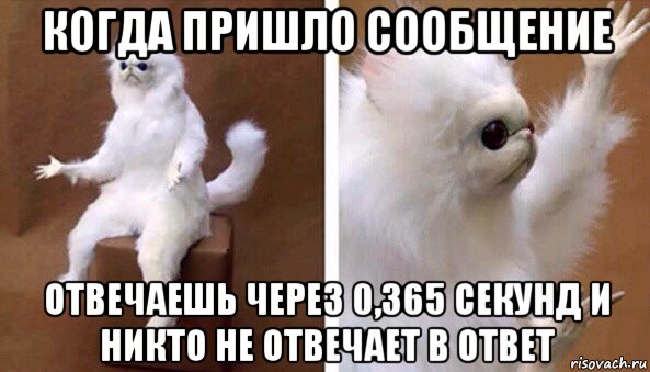 когда пришло сообщение отвечаешь через 0,365 секунд и никто не отвечает в ответ, Мем Чучело кота