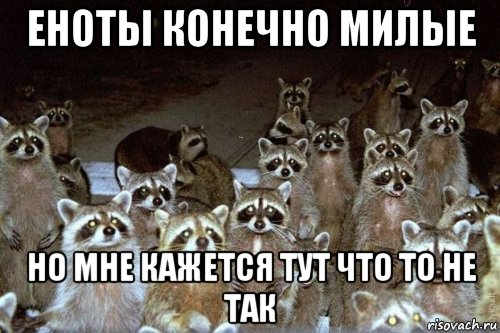 еноты конечно милые но мне кажется тут что то не так
