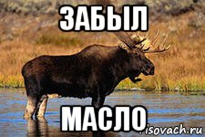 забыл масло, Мем это лось лойсни лося