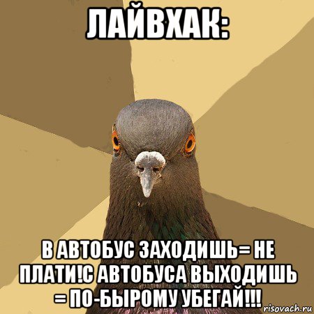 лайвхак: в автобус заходишь= не плати!с автобуса выходишь = по-бырому убегай!!!, Мем голубь