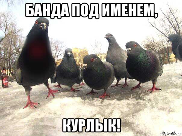 банда под именем, курлык!