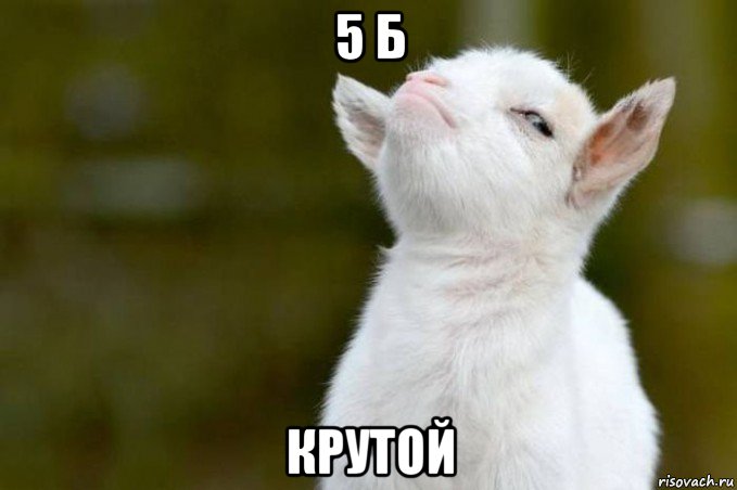 5 б крутой