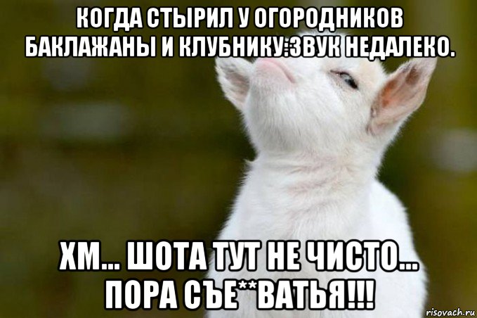 когда стырил у огородников баклажаны и клубнику:звук недалеко. хм... шота тут не чисто... пора съе**ватья!!!, Мем  Гордый козленок