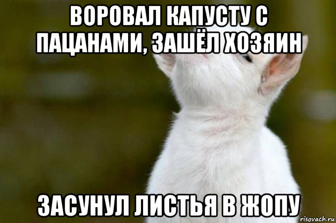 воровал капусту с пацанами, зашёл хозяин засунул листья в жопу, Мем  Гордый козленок