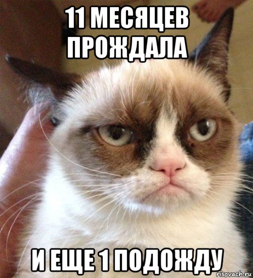 11 месяцев прождала и еще 1 подожду, Мем Грустный (сварливый) кот