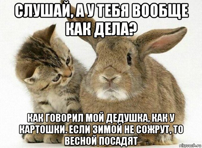 слушай, а у тебя вообще как дела? как говорил мой дедушка, как у картошки. если зимой не сожрут, то весной посадят