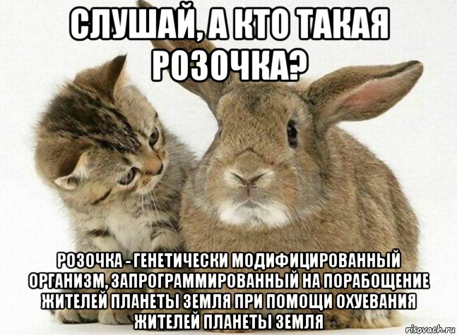 слушай, а кто такая розочка? розочка - генетически модифицированный организм, запрограммированный на порабощение жителей планеты земля при помощи охуевания жителей планеты земля