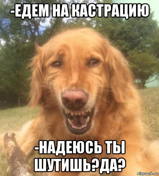 -едем на кастрацию -надеюсь ты шутишь?да?, Мем   Когда увидел что соседского кота отнесли в чебуречную