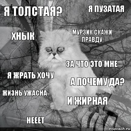 Я толстая? А почему да? Мурзик скажи правду Нееет Я жрать хочу Я пузатая И жирная Хнык Жизнь ужасна За что это мне, Комикс  кот безысходность