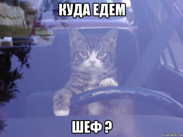 куда едем шеф ?, Мем Кот за рулем