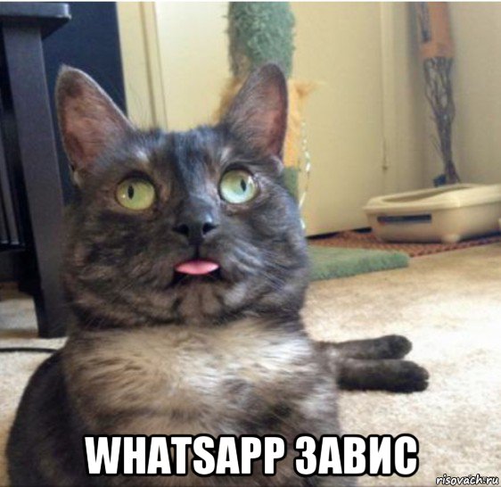  whatsapp завис, Мем   Кот завис