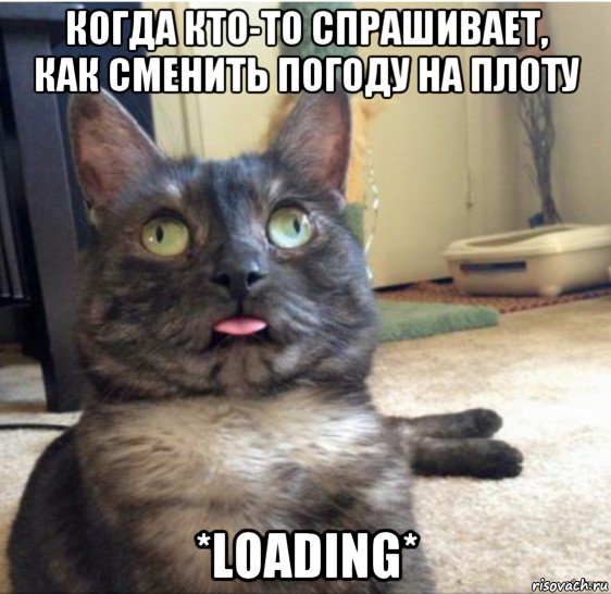 когда кто-то спрашивает, как сменить погоду на плоту *loading*, Мем   Кот завис