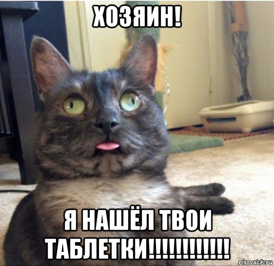 хозяин! я нашёл твои таблетки!!!!!!!!!!!!, Мем   Кот завис