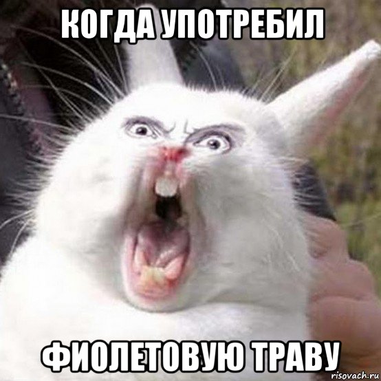 когда употребил фиолетовую траву