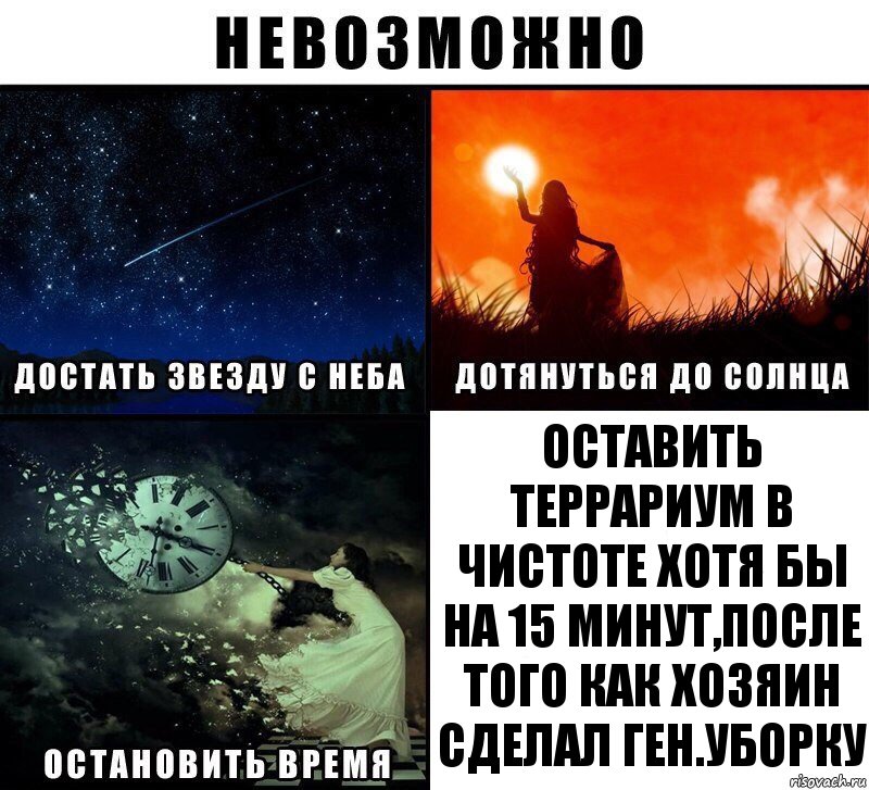 оставить террариум в чистоте хотя бы на 15 минут,после того как хозяин сделал ген.уборку, Комикс Невозможно