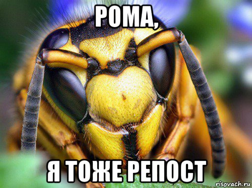 рома, я тоже репост