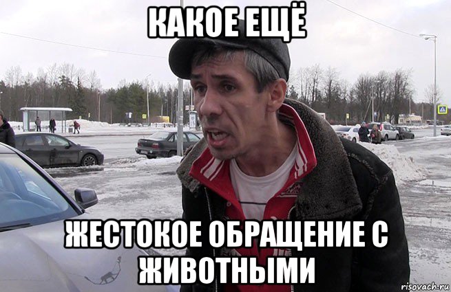 какое ещё жестокое обращение с животными