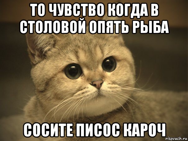 то чувство когда в столовой опять рыба сосите писос кароч, Мем Пидрила ебаная котик