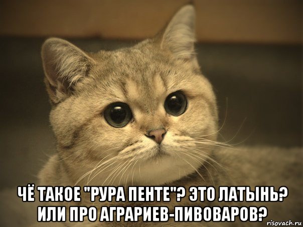  чё такое "рура пенте"? это латынь? или про аграриев-пивоваров?, Мем Пидрила ебаная котик