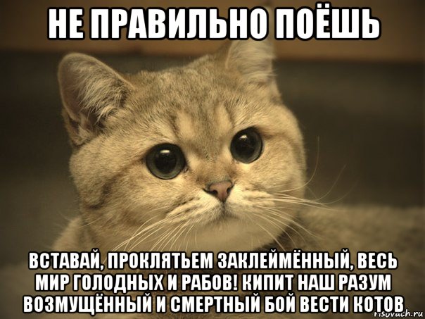 не правильно поёшь вставай, проклятьем заклеймённый, весь мир голодных и рабов! кипит наш разум возмущённый и смертный бой вести котов, Мем Пидрила ебаная котик