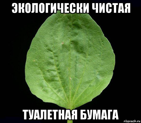 экологически чистая туалетная бумага