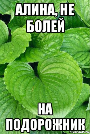алина, не болей на подорожник