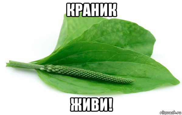 краник живи!