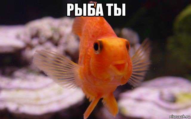 рыба ты 